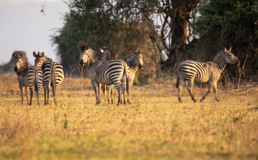 Liwonde National Park, Malawi